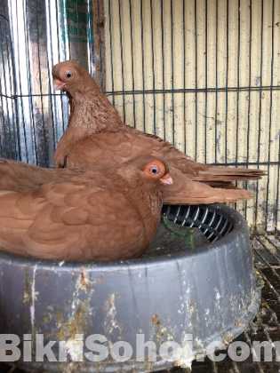 Cockatiel sortface lokkha ghughu